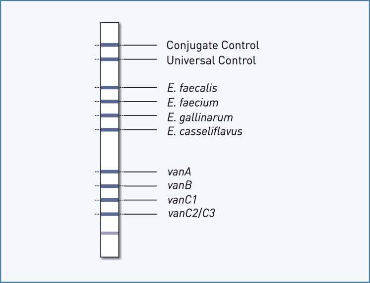 Vancomycin Resistant Enterococcus. as well as any vancomycin