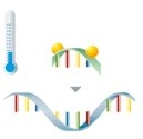 PCR mit Hybridisierungssonden Schritt 1