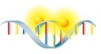 PCR mit Hybridisierungssonden Schritt 2