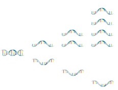 Asymmetric excess PCR mit Lights-On/-Off-Probes Schritt 1