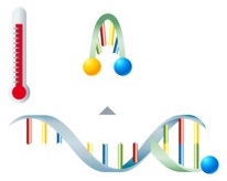 Asymmetric excess PCR mit Lights-On/-Off-Probes Schritt 4