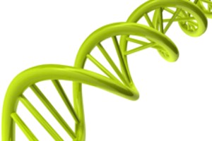 Humangenetik DNA