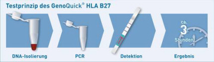 Testprinzip GenoQuick HLA-B27 