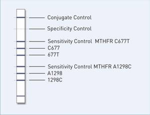 reaction zones GenoType MTHFR 
